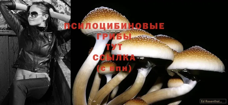 Псилоцибиновые грибы Psilocybe  блэк спрут ссылка  Рыбинск 